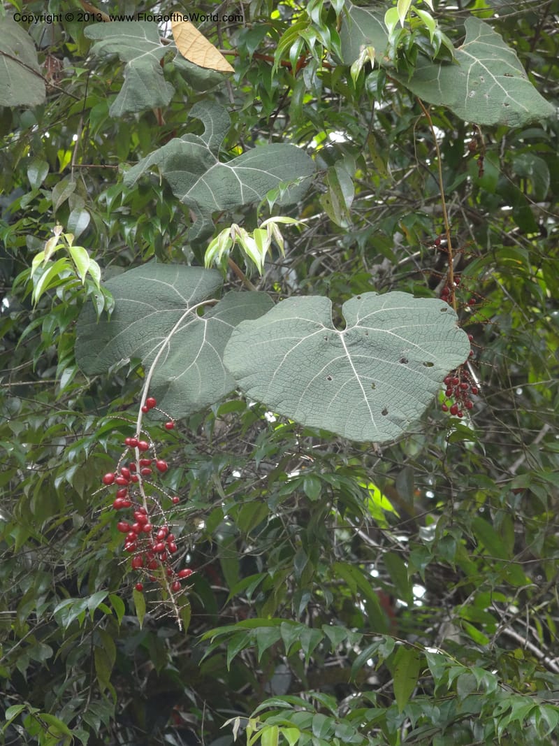 Ampelocissus, SAN.153249--Malaysia, Sabah. Tawai For. Res. 9 Apr 2012. DSC07890 (149).JPG
