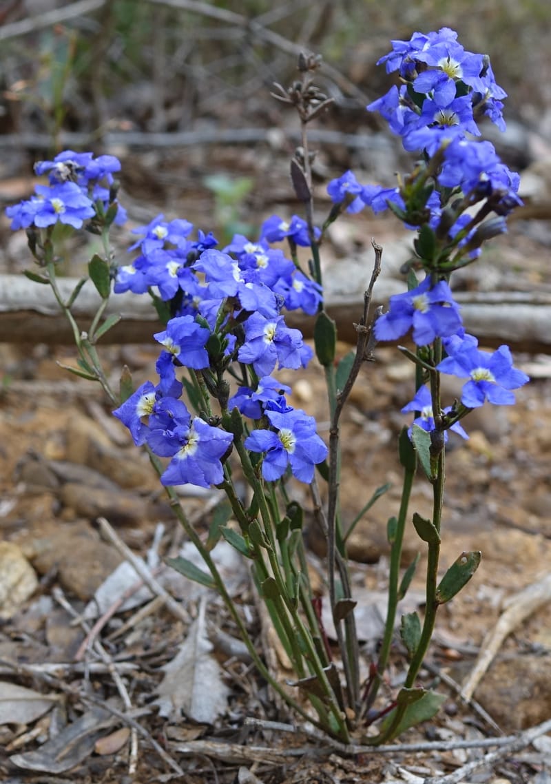 Dampiera fasciculata, Davidson, C 13525--Australia. W. A. Trail to Mt. Hassell. 30 Oct 2016. DSC07078 (78).JPG