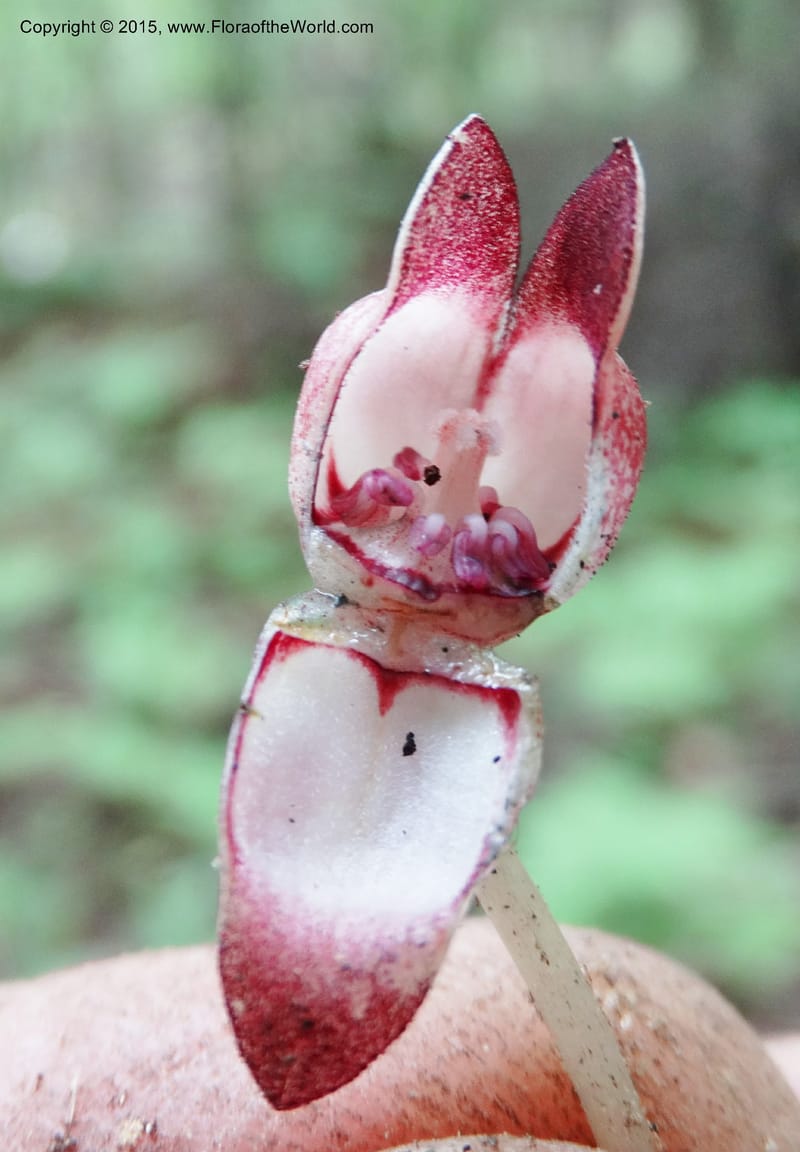 Asarum, Boufford, D 43xxx--China. Sichuan. LiXian. MiYaLuo. 9 May 2014. DSC04513 (256).JPG