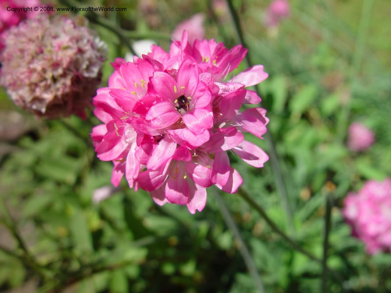 Armeria maritima--Italy. Tuscany. Univ. Firenze. Giard. dei Simplici, Florence. 22 May 03.  001.jpg
