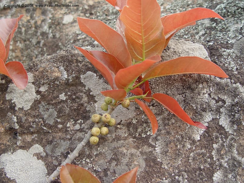 Ficus ingens--So. Africa. No. Drakensberg Mts. Royal Nat. Res. Thendele. 6 Oct 03. 127.jpg