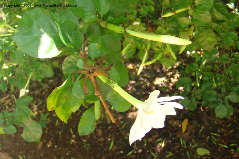 Gardenia thunbergii--South Africa. Durban Botanical Garden. 30 Jan 09. 006.jpg