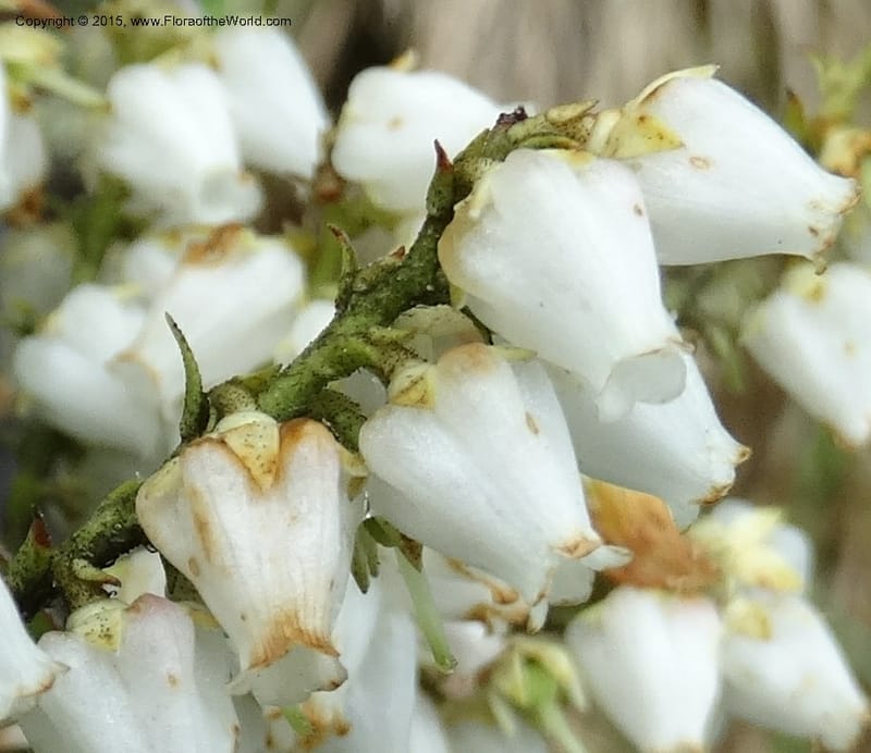 Pieris floribunda, Davidson, C 12956--North Carolina. Trans. Co. Devil's Courthouse View. 12 May 2015. DSC04151 (23).JPG
