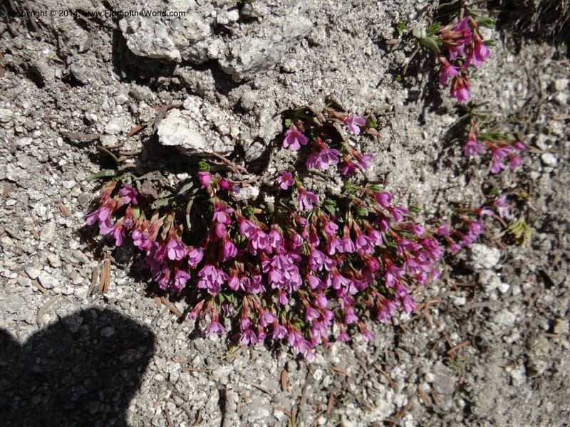 Douglasia, Davidson, C 12194--ID. Boise Co. Scott Mtn. Lookout Road. 18 Jun 2013. DSC06609 (68).JPG