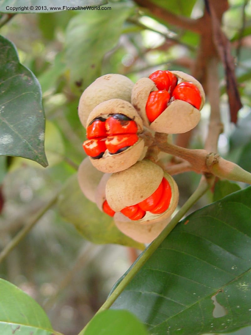 Trichilia--Cameroon. Bimbia Mangrove Nat. Trail. 8 Dec 03. 106a.jpg