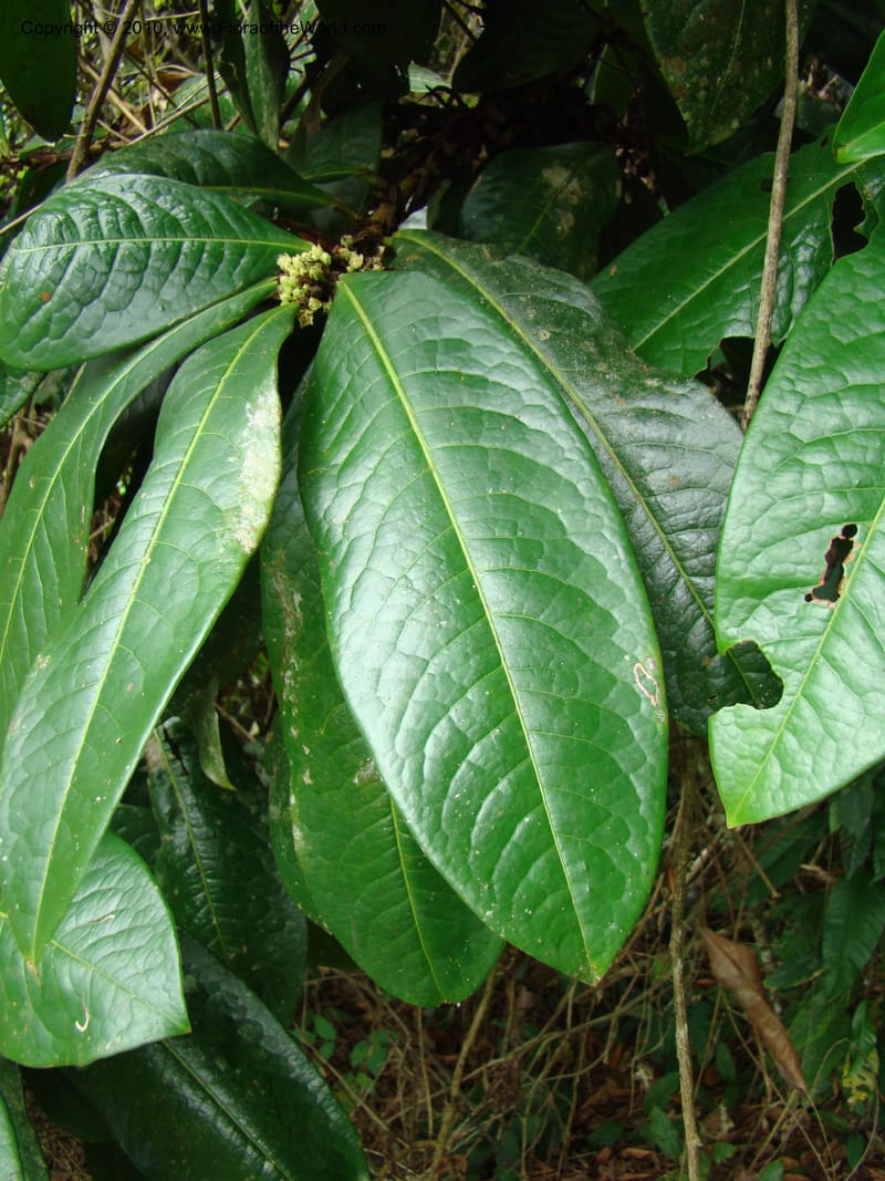 Erythroxylum macrophyllum, B. Hammel 24675--Costa Rica. Prov. Limon. Selva Bananito Lodge. 12 Apr 08. 009 (16).jpg