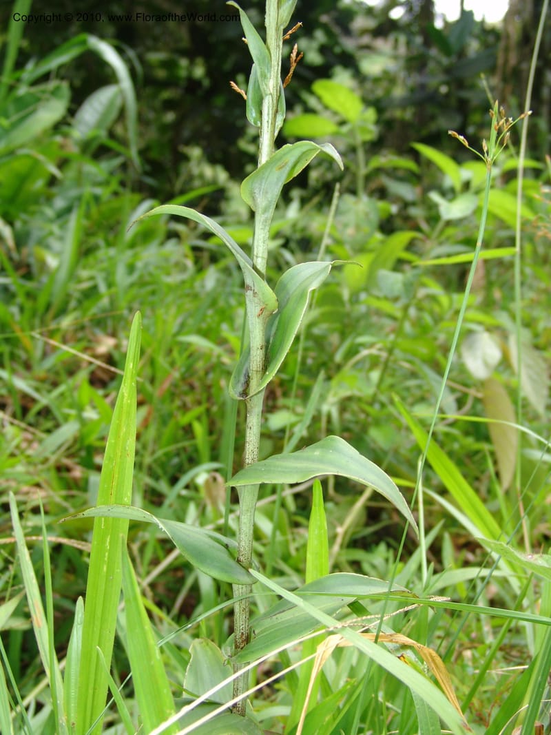 Habenaria, Croat 96282--Ecuador. Prov. Pichincha. La Union-Chiriboga-Quito. 22 Mar 06. 180 (2).jpg