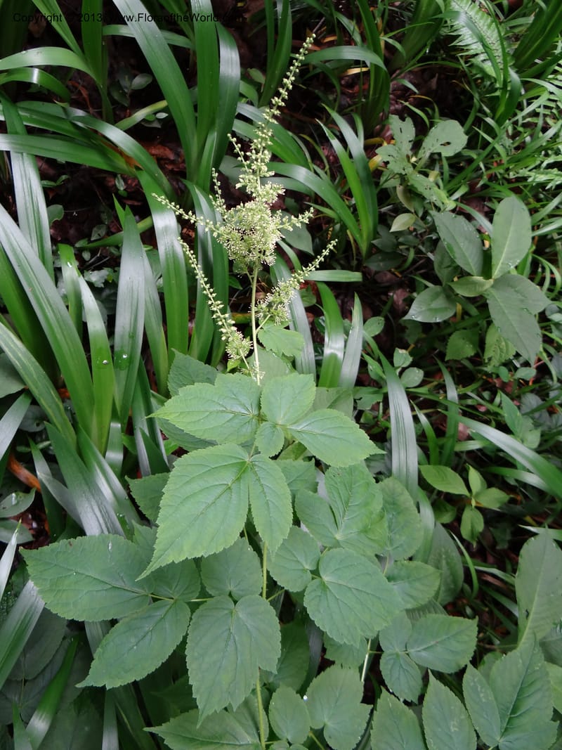 Astilbe grandis, Davidson, C 11953--China. Zhejiang Priv. Tian Mu Shan. 31 May 2012. DSC00927 (112).JPG