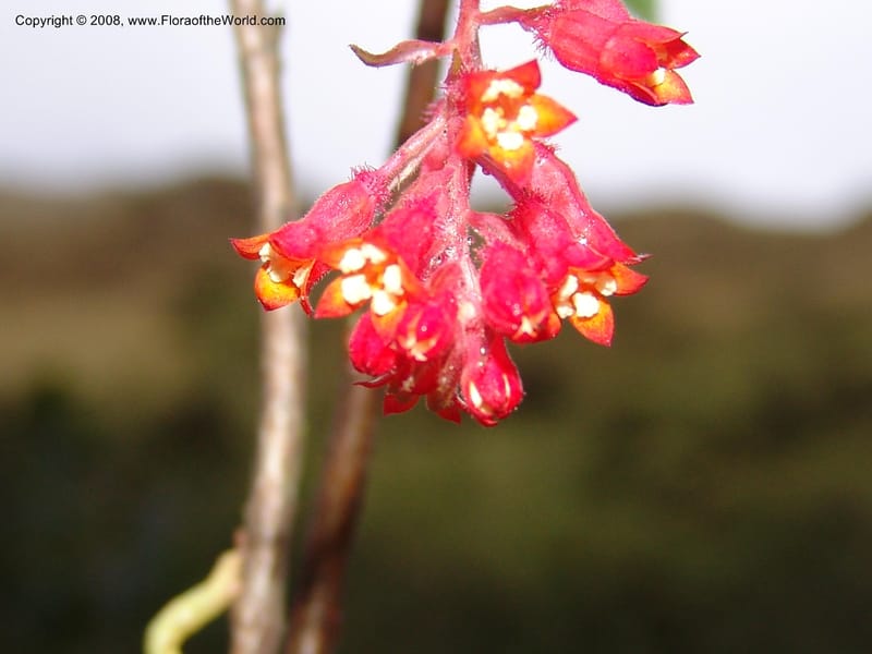 Ribes, RVasquez32898--Peru. Prv Pauctb. Rd to Manu NP. 27 Oct 07. 398.jpg