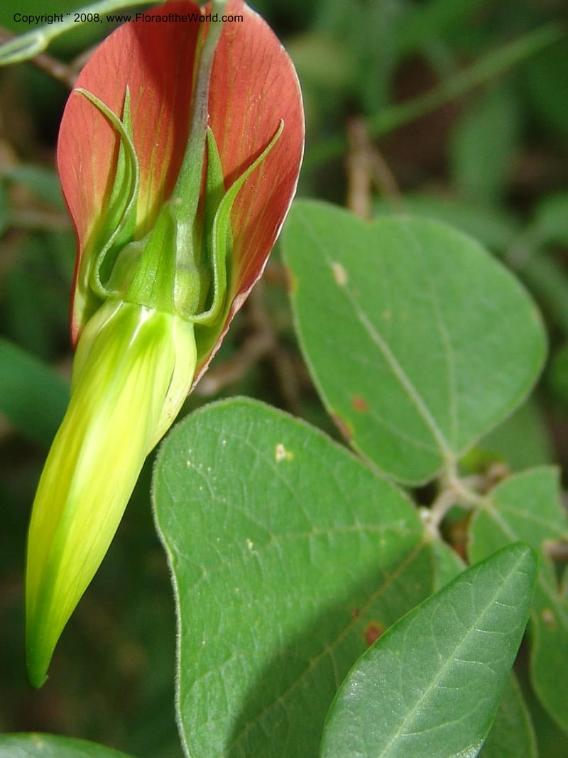 Crotalaria, not coll.--Madag. Prov. Fianar. Parc Nat. Isalo. 12 Jan 06. 310.jpg