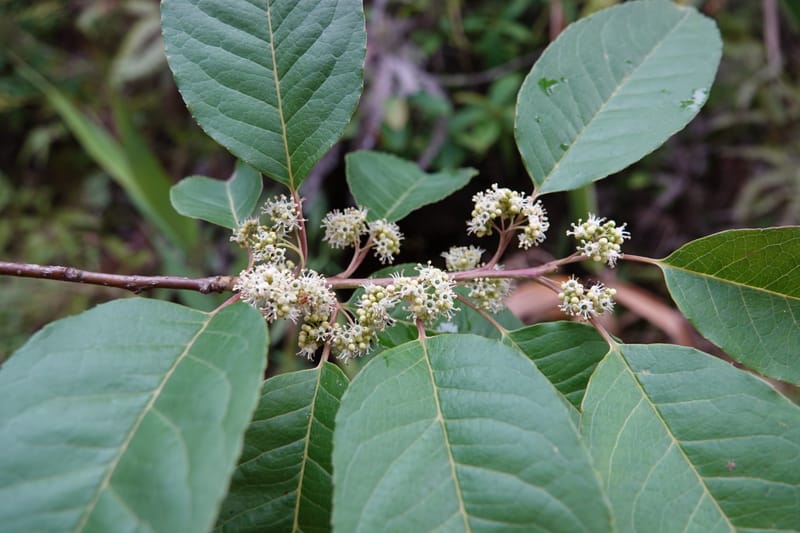 Ilex polyneura, D. Boufford 44128--China. Yunnan. Meizi Lake Park. 3 May 2018. DSC01424 (250).JPG