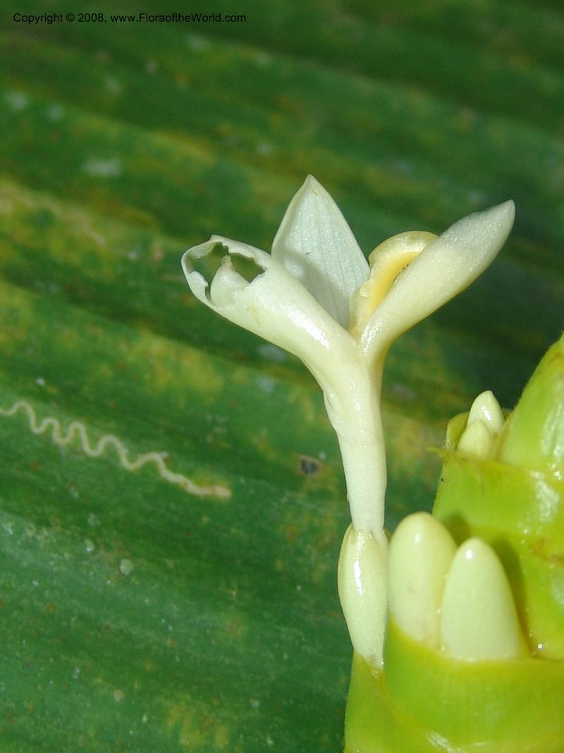 Calathea marantifolia--Costa Rica. Prov. Limon. La Selva Biol. Sta. 5 Nov 05. 042.jpg