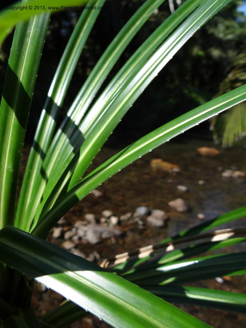 Pandanus discostigma, Callmander 1033--Malaysia. Sabah. Tahan Niaga Plantation. 8 Apr 2012. DSC07609 (35).JPG