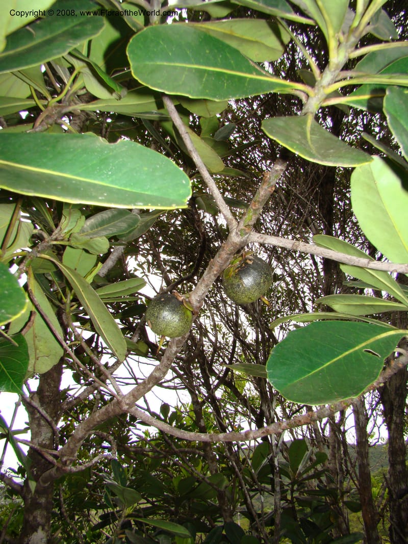 Strasburgeria robusta, JMunzinger4877--New Caledonia. Monts Dzumac. 20 Nov 07. 097.jpg