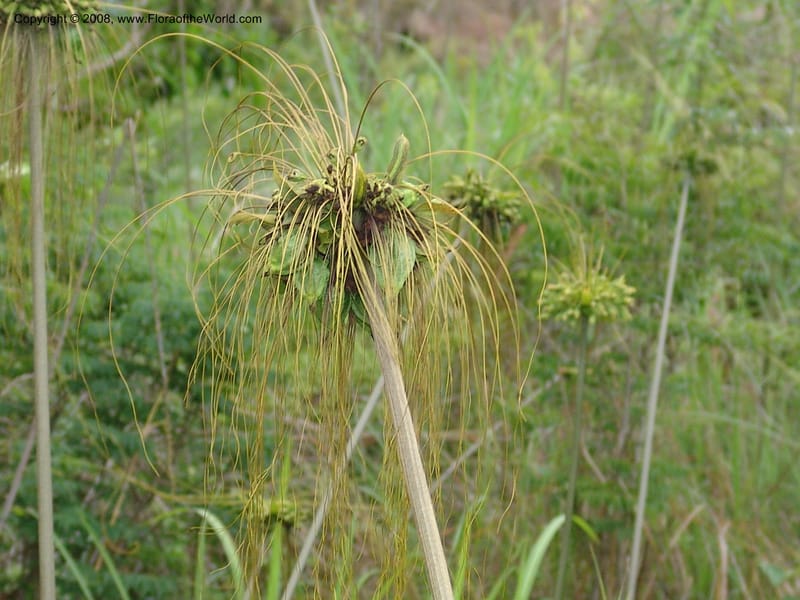 Tacca leontopetaloides--Madag. Prov. Fianar. Parc Nat. Isalo. 12 Jan 06. 319.jpg