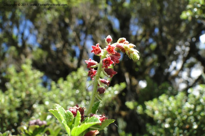 Ribes ecuadorense, Ulloa 2103--Ecuador. P. N. Sangay. 6 June 2011. 231 (8).jpg
