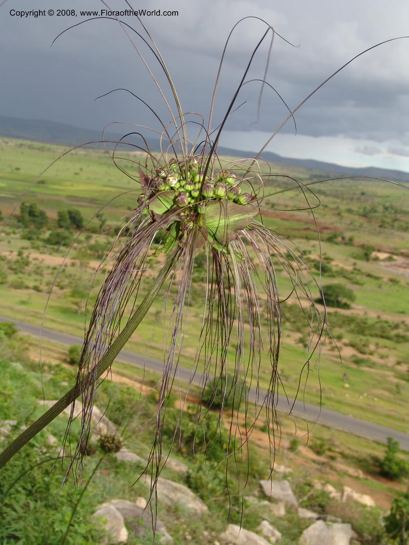 Tacca--Madag. Prov. Fianar. Ankazabetoka, W of Ambalavao. 11 Jan 06. 004.jpg