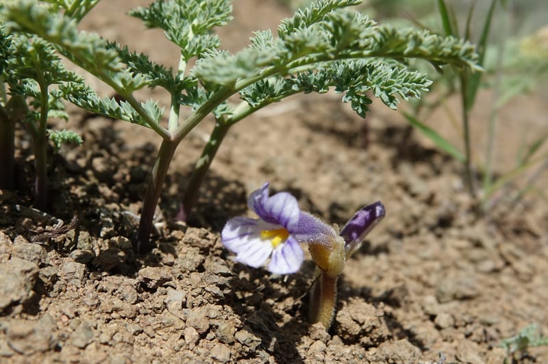Orobanche uniflora, C. Davidson 13560, C. Davidson 13560--ID. Blaine Co. Rock Creek Preserve. TNC. 14 May 2017. DSC00477 (51).JPG