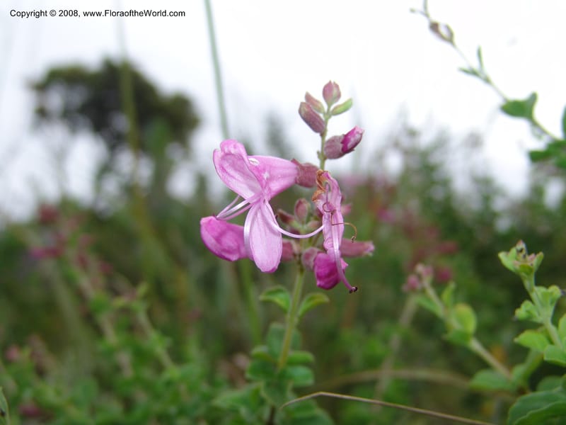 Syncolostemon rotundifolius--So.Africa. E. Cape. Umtamvuna Nat. Res. 11 Mch 05. 057.jpg
