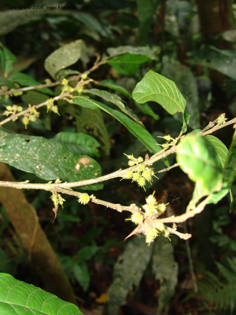 Sloania, RVasquez32999--Peru. Pillcopata. Qbda Pini Pini. 29 Oct 07. 596.jpg