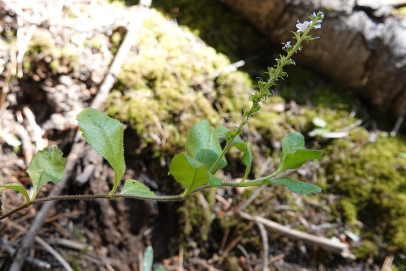 Veronica officinalis, C. Davidson 13799--ID. Latah Co. FSR 447. 7 Jul 2018. DSC05707 (131).JPG