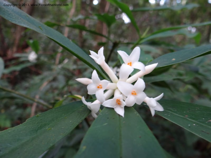Daphne sureil, VC 5470--Thailand. Chiang Mai. Doi Suthep Pui N. P. 7 Nov 2012. (136).JPG