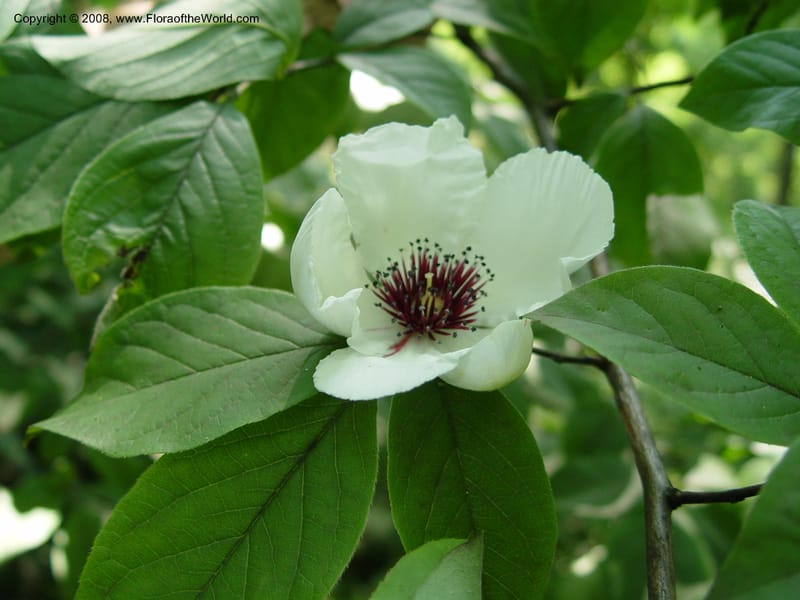 Stewartia malacodendron--DE. Mt. Cuba Center. 24 Jun 03. 057.jpg