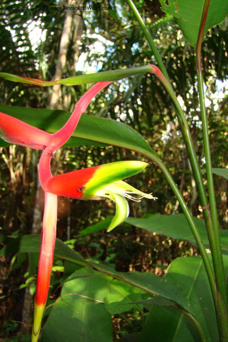 Heliconia juruana, R. Vasquez 34617--Peru. Loreto. Dist. Nauta. Pacaya Samiria. Qbd Pucate. 6 Nov 08. 633 (2).jpg