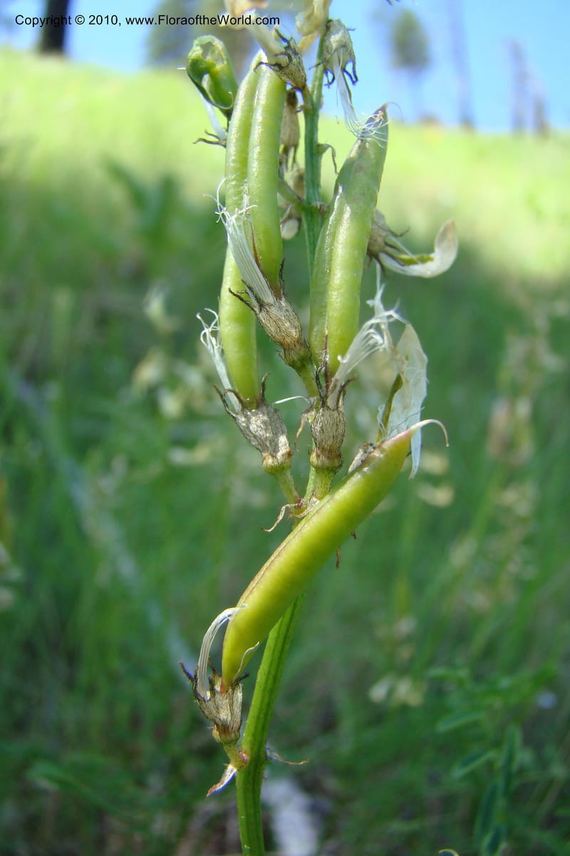 Astragalus stenophyllus, C. Davidson 11368--Idaho. Idaho Co. Salmon River. Polly Bemis Ranch. 27 May 2009. 175.jpg