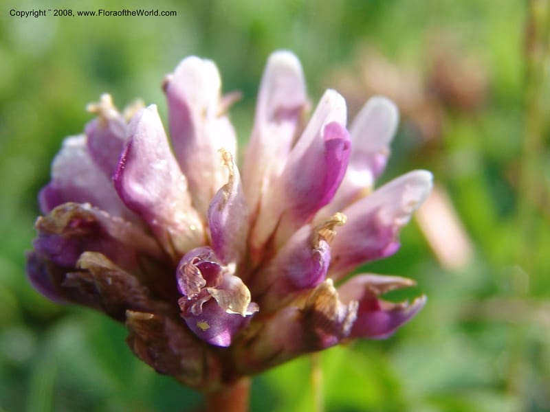Trifolium burchellianum cf--Kenya. Brooks Bond Tea Estate, Kericho. 10 Jul 04. 094.jpg