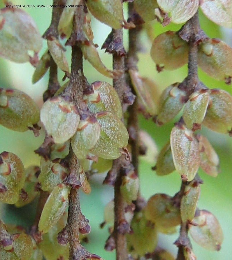 Rhoiptelea chiliantha, Regalado 1809--Viet Nam. Trail to Siu Chai Commune. 5 May 2011. 306 (1).jpg