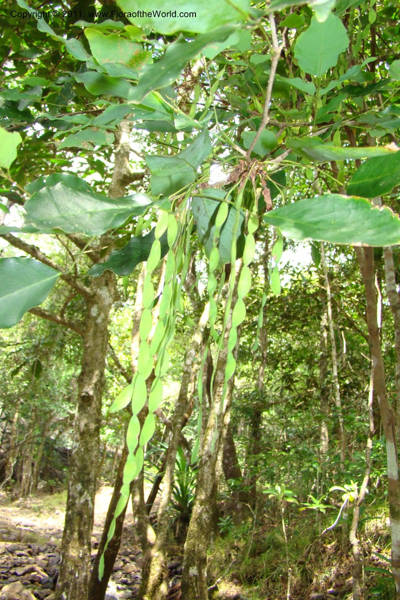 Arthroclianthus, M. Callmander 764--New Caledonia. Upper Tene River Valley. 19 Jan 2010. 377 (39).jpg