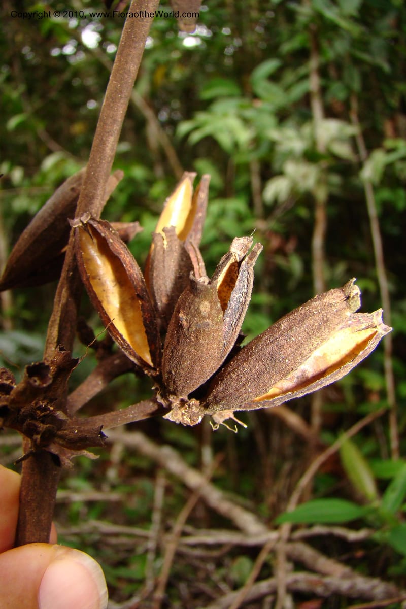 Ladenbergia, Vasquez 35053--Peru. Loreto. Dto. Iquitos. Res. Allpahuayo-Mishana. 19 Nov 08. 522 (19).jpg
