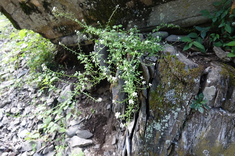 Yinshania acutangula subsp. wilsonii, C. Davidson 13755--China. Sichuan. Yibailingba-gou. 12 Aug 2017. DSC04660 (675).JPG