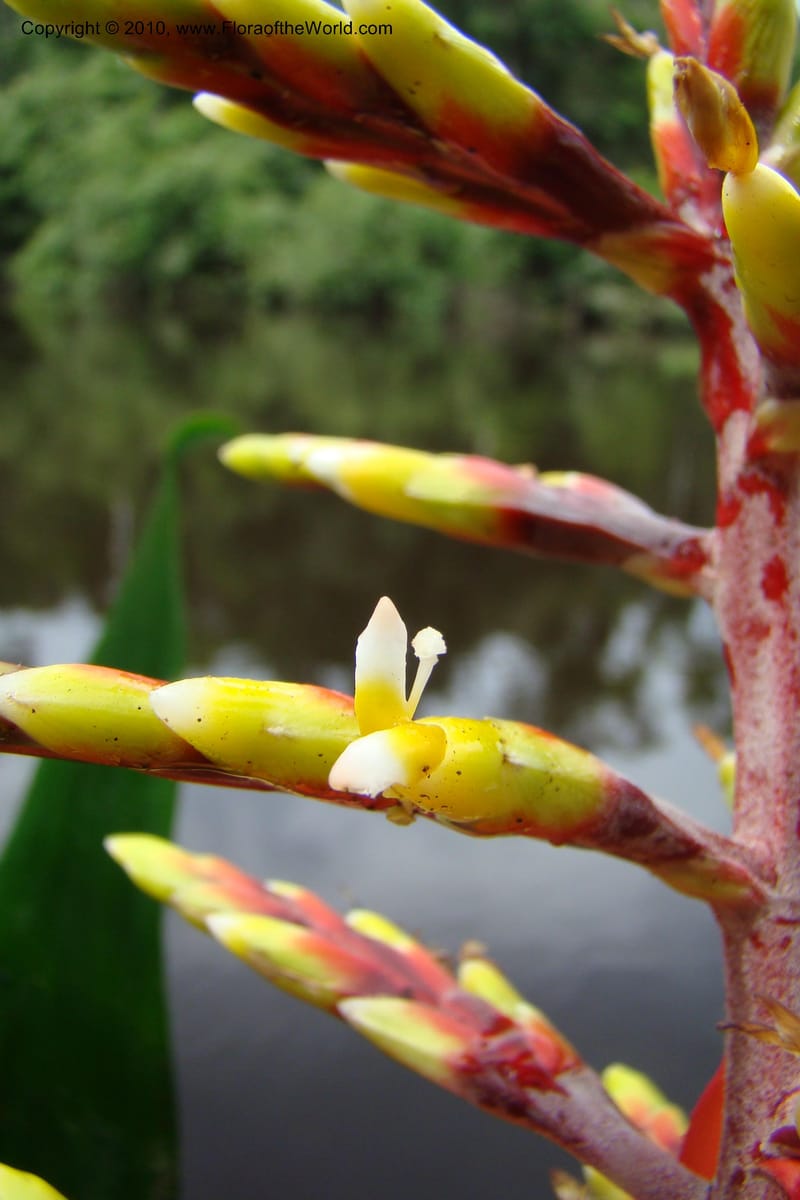 Aechmea, RVasquez34772--Peru. Loreto. Dist. Nauta. Qbda Nawapa, Rio Tigre. 11 Nov 08. 579.jpg