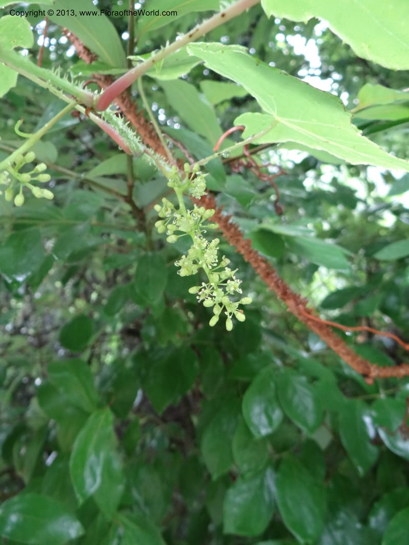 Vitis davidii, Davidson, C 12012--China. Anhui Prov. Huang Shan. 6 Jun 2012. DSC01928 (41).JPG