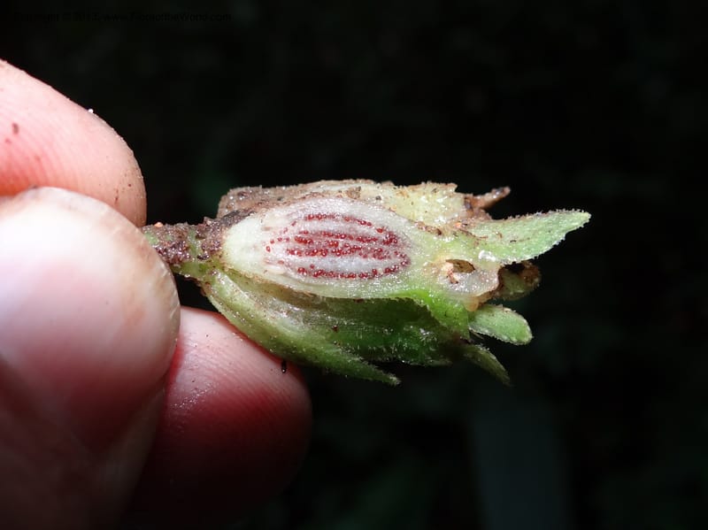 Pentaphragma, SAN.153210--Malaysia, Sabah. Mt. Kinabalu. 5 Apr 2012. DSC06767 (195).JPG