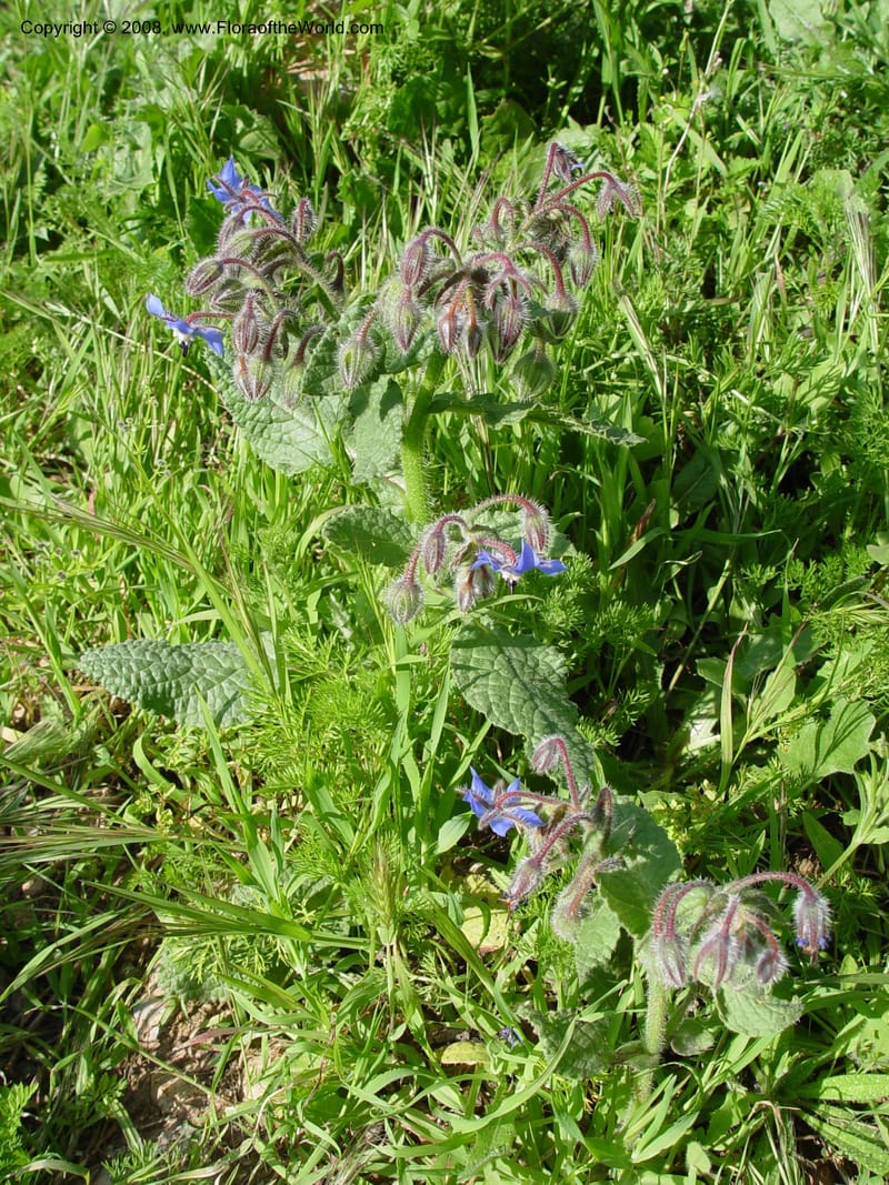 Borago officinalis--Spain. Andalucia. E of Orgiva. Barranco de los Lobos. 14 Apr 04. 067.jpg
