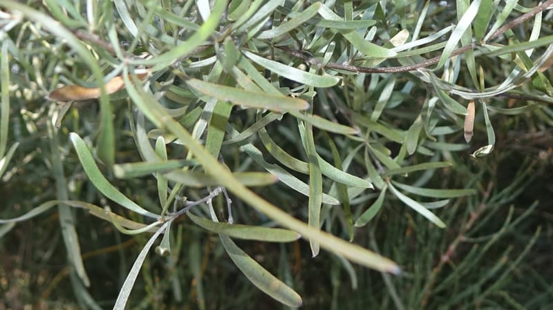 Grevillea endlicheriana, Davidson, C 13385--Australia. W.A. Hay Flat Rd. 22 Oct 2016. DSC03956 (11).JPG
