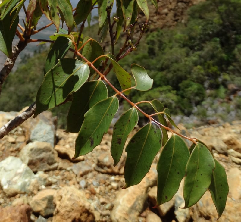 Polyscias, Lowry, P 7417--New Caledonia. PinPin. 20 Nov 2015. DSC03938 (162).JPG