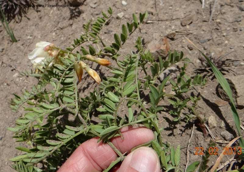 Vicia nigricans, W. D. Stevens 34199--Chile, 2.6 km W La Laguna Maule, 22 Feb 2013  9660 (5).JPG