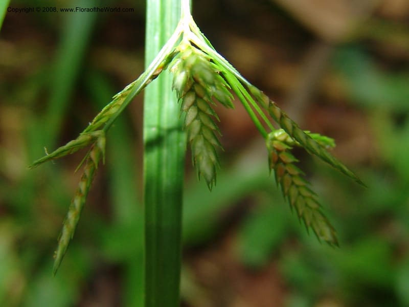 Cyperus, AAraujoM1203--Bolivia. Pq. Nac. Madidi. Rio Tuichi, San Jose de Uchup. 29 Nov 04. 261.jpg