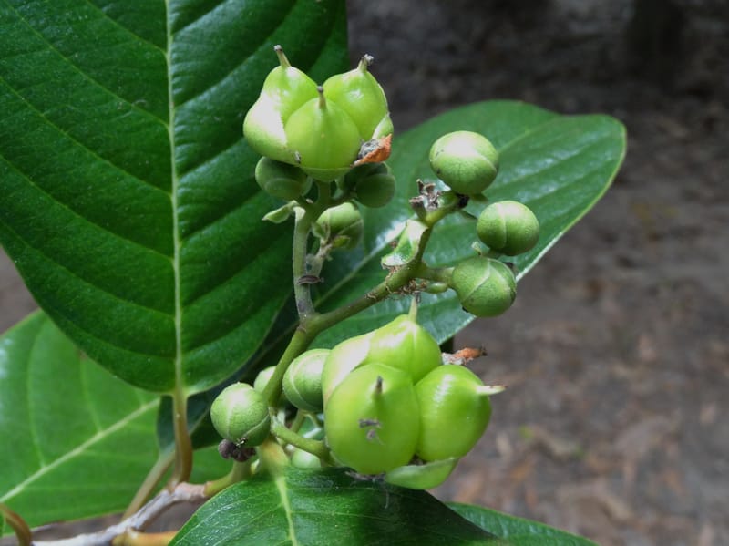 Tetracera billardieri, Lowry, P 7392--New Caledonia. Nehoue Forest. 17 Nov 2015. DSC03041 (354).JPG