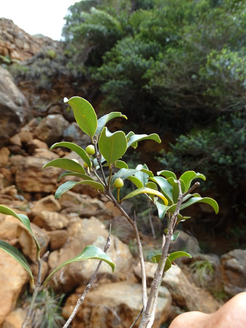 Austrobuxus, Munzinger, J 7480--New Caledonia. PinPin. 20 Nov 2015. DSC03938 (26).JPG