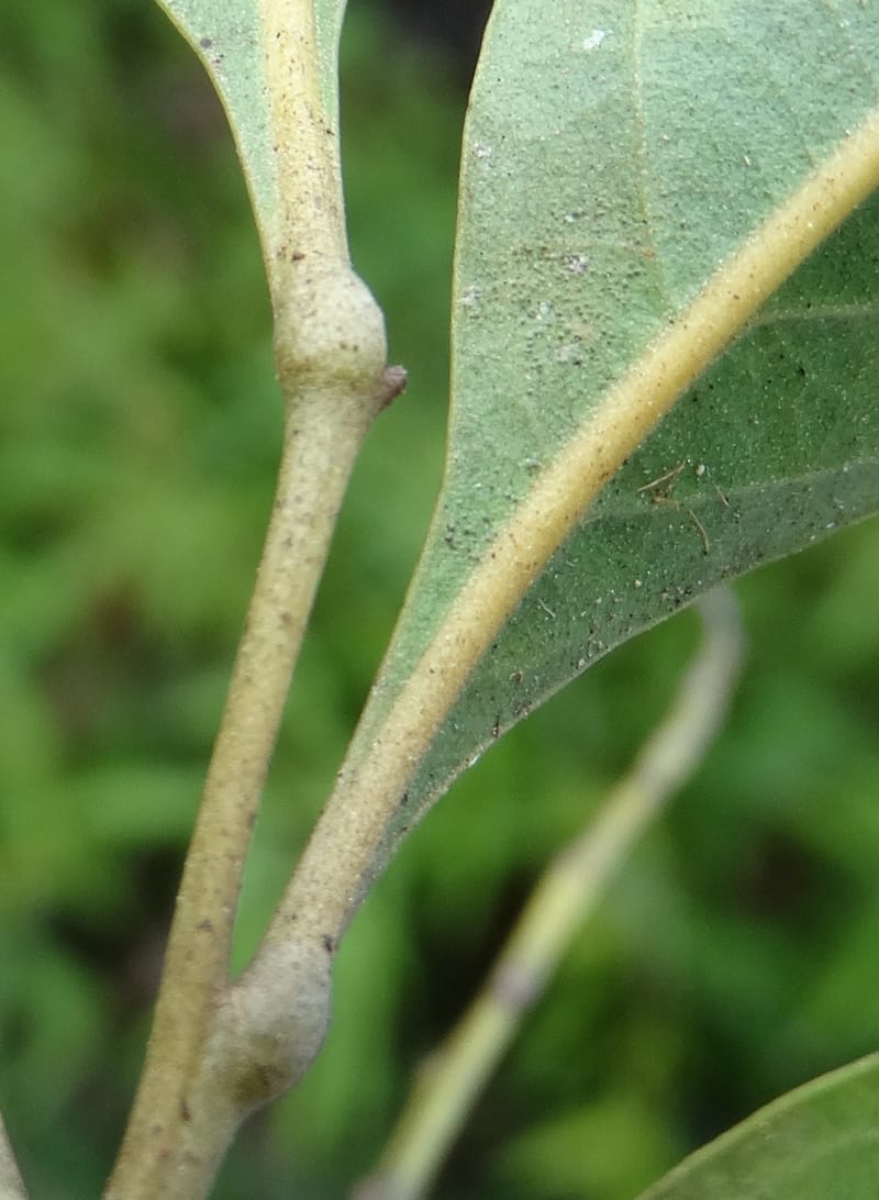Arytera brackenridgei, Lowry, P 7334--Fiji. Vesidrua Vill. 5 Nov 2015. DSC09139 (26).JPG