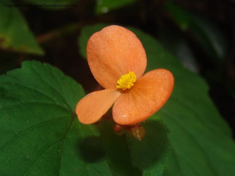 Begonia sutherlandii--So.Africa. Mpumal. Moodie Mts.  18 Mch 05. 422.jpg