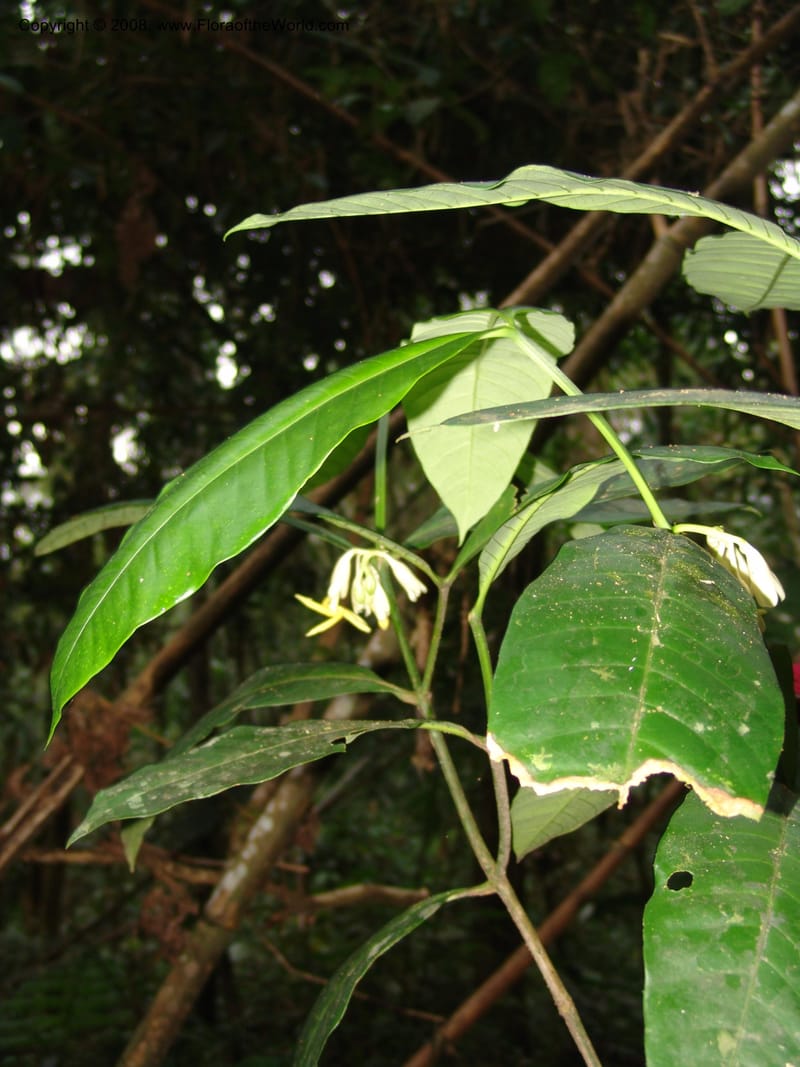 Tabernaemontana, RVasquez33022--Peru. Pillcopata. Qbda Pini Pini. 29 Oct 07. 873.jpg