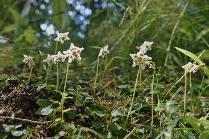 Moneses uniflora, C. Davidson 14039--ID. Valley Co. Sylvan Cr. Payette Lake. 31 July 2019. DSC01112 (10).JPG