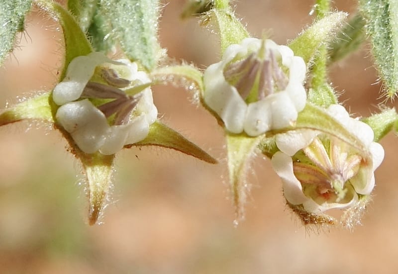 Hermannia tomentosa, L. Nanyeni 1231--Namibia. Hwy D1228, stop 1. DSC03368 (11).JPG