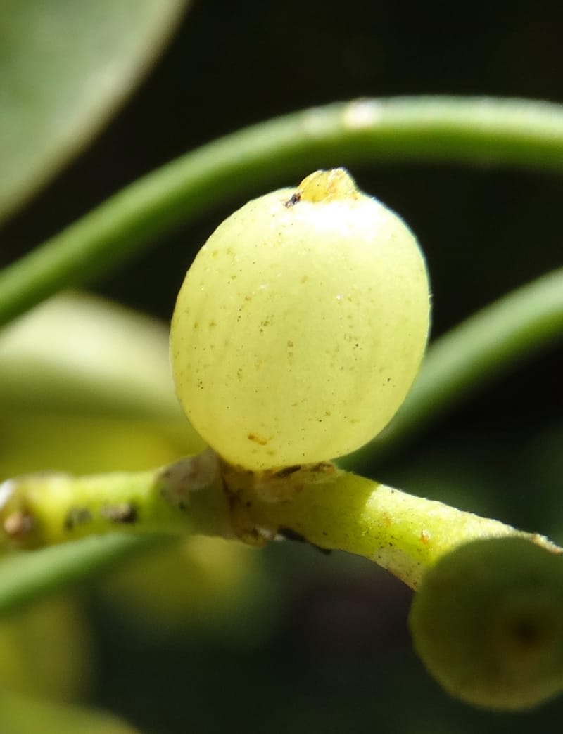 Ginalloa arnottiana, Davidson, C 12928--Sabah. Near generation plant. 28 Mar 2015. DSC01259 (24).JPG